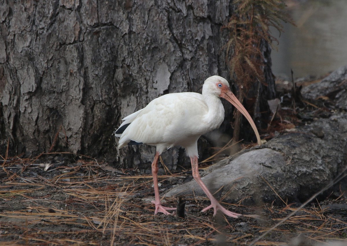 White Ibis - ML646374387