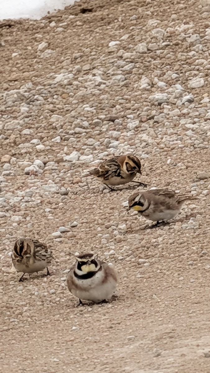 Horned Lark - ML646374388