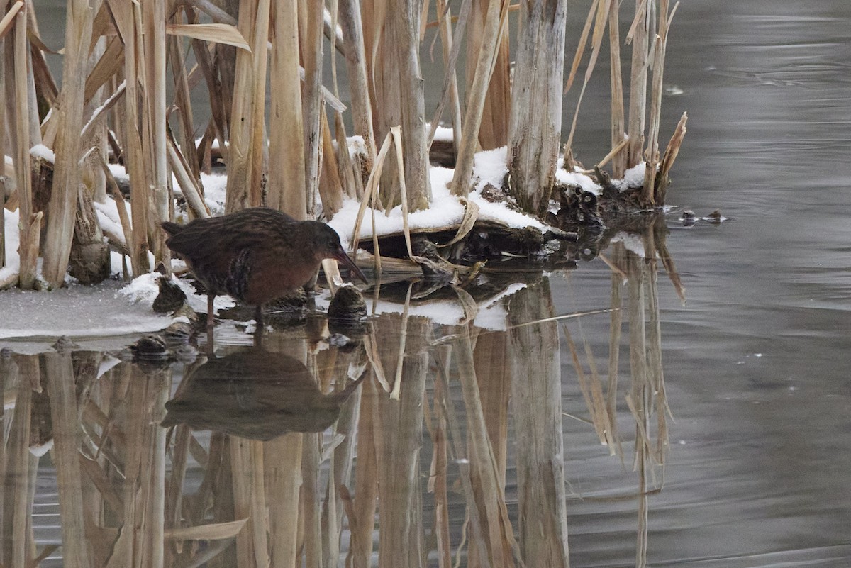 Rascón de Virginia - ML646374389