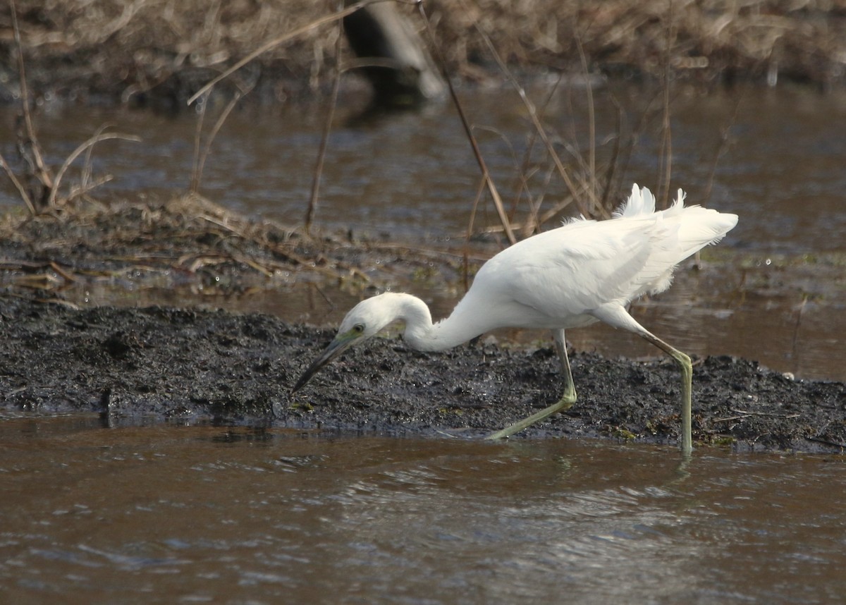 Little Blue Heron - ML646374393