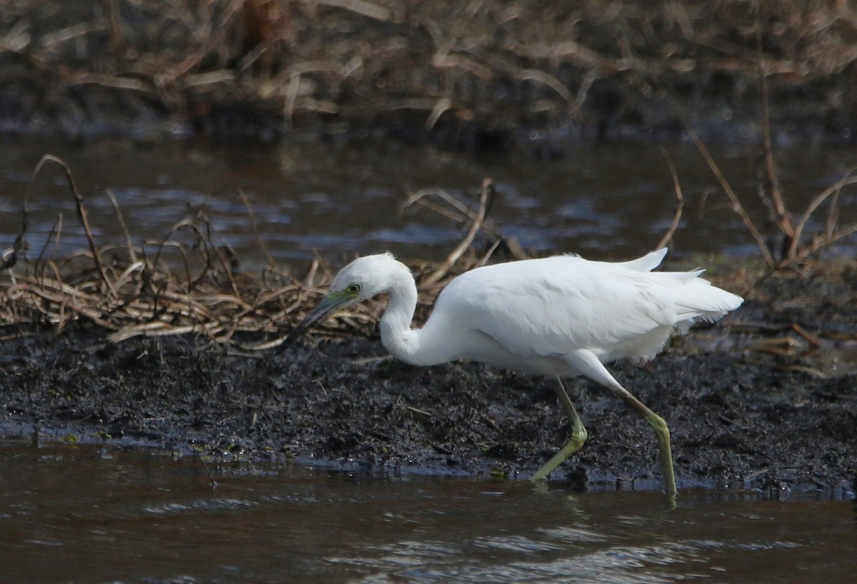 Little Blue Heron - ML646374395