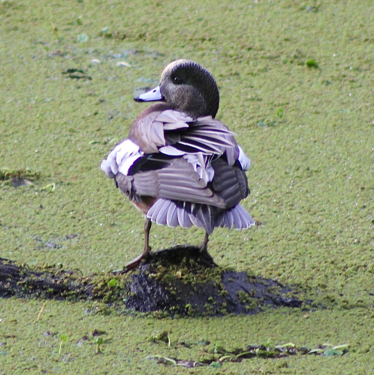 Свищ американський - ML646374396