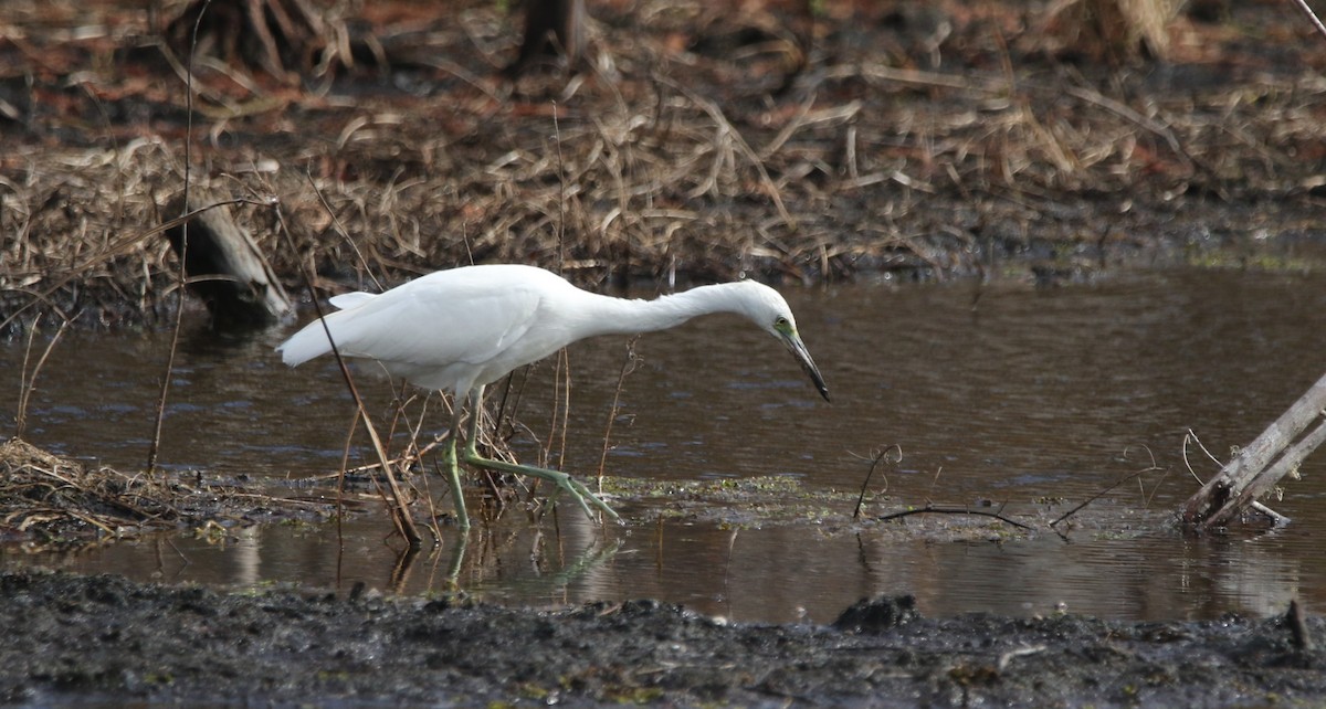Little Blue Heron - ML646374397
