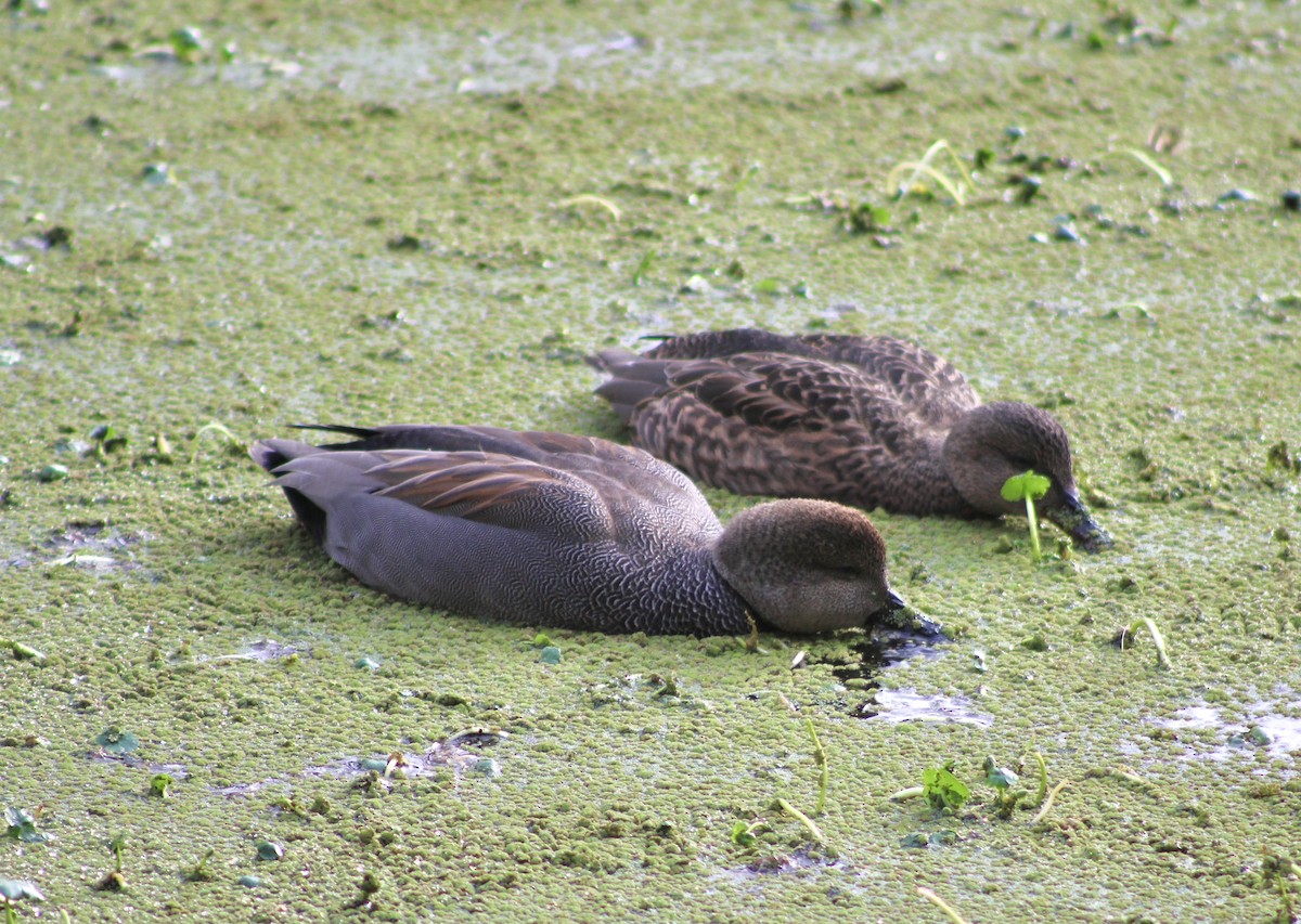 オカヨシガモ - ML646374399