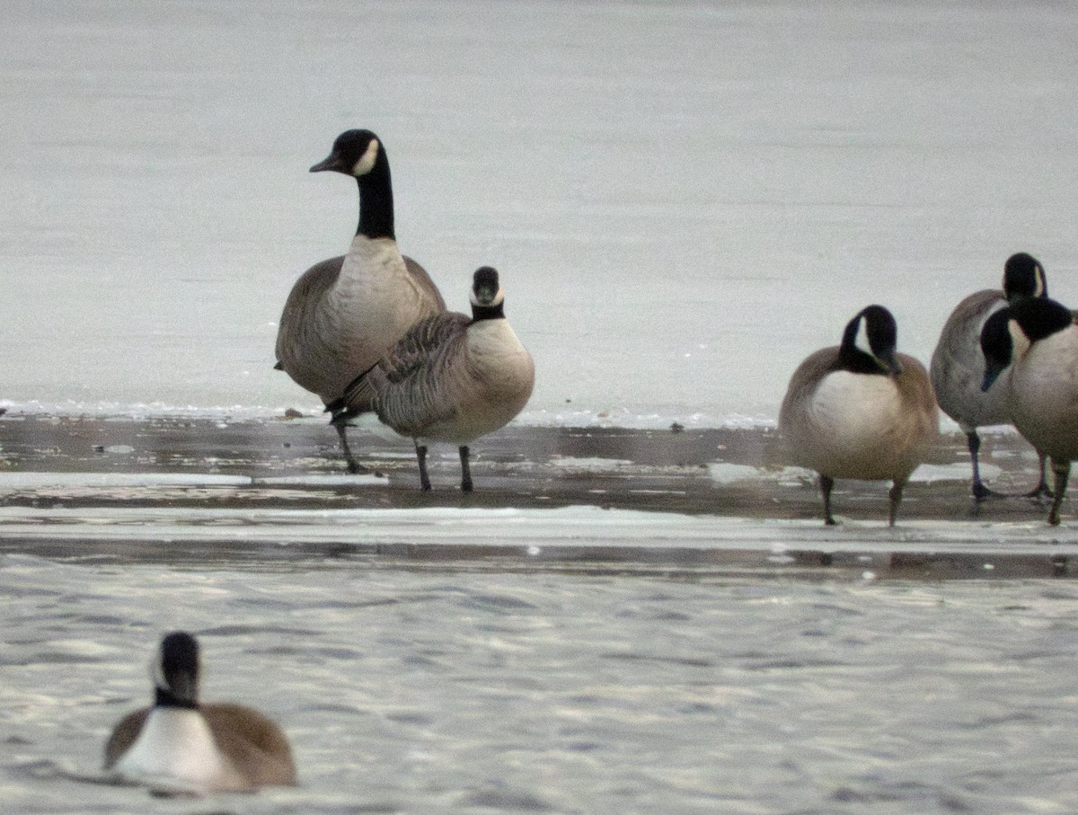 Barnacla Canadiense Chica - ML646374400