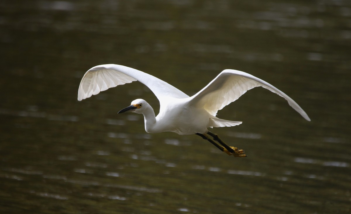 Snowy Egret - ML646374401