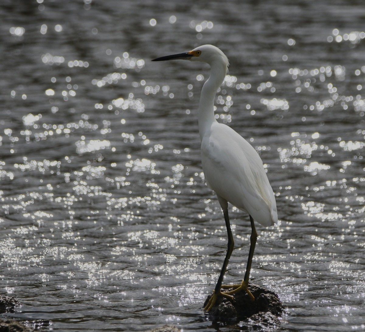 Snowy Egret - ML646374408