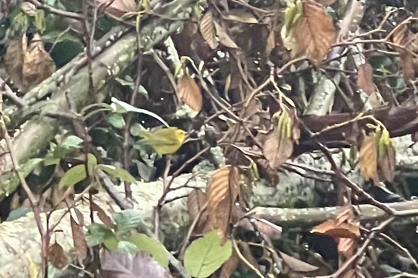 ウィルソンアメリカムシクイ - ML646374409