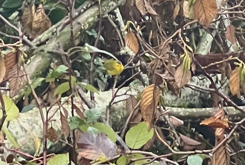 ウィルソンアメリカムシクイ - ML646374410