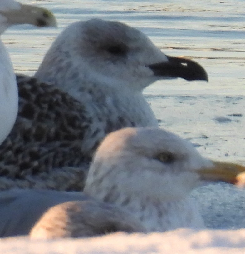 Great Black-backed Gull - ML646374411