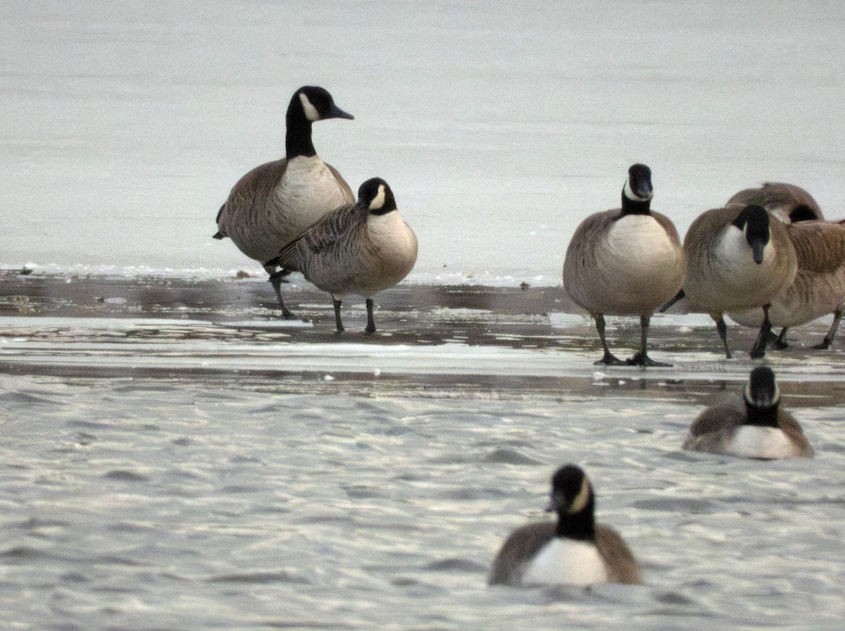 Barnacla Canadiense Chica - ML646374412