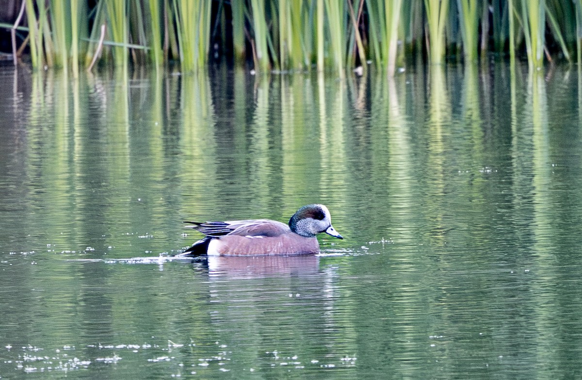 Свищ американський - ML646374414