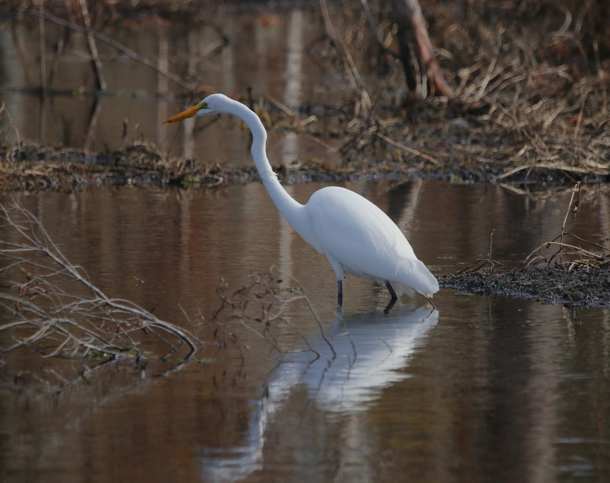 Great Egret - ML646374415