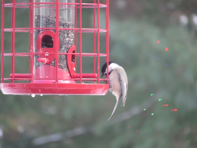 Carolina Chickadee - ML646374416