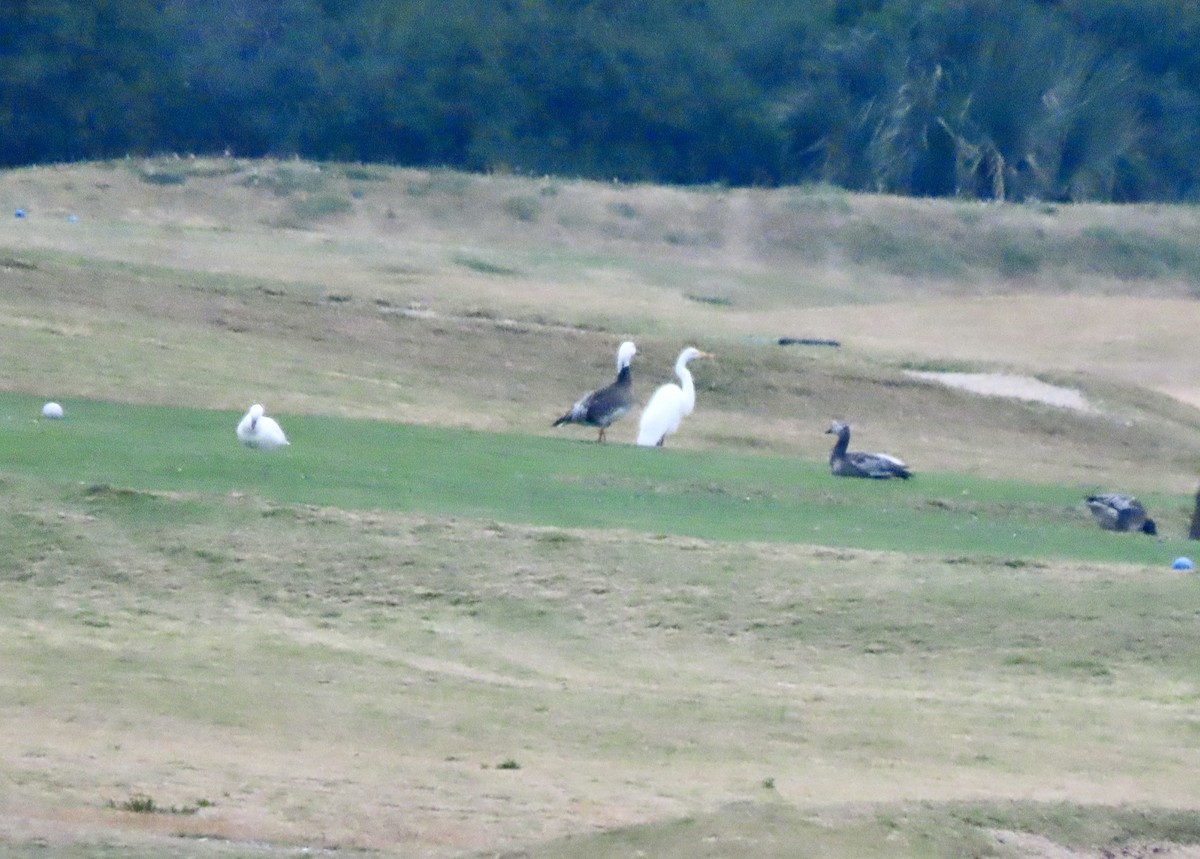 Oca delle nevi - ML646374424