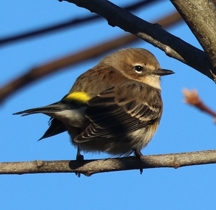 Yellow-rumped Warbler - ML646374432