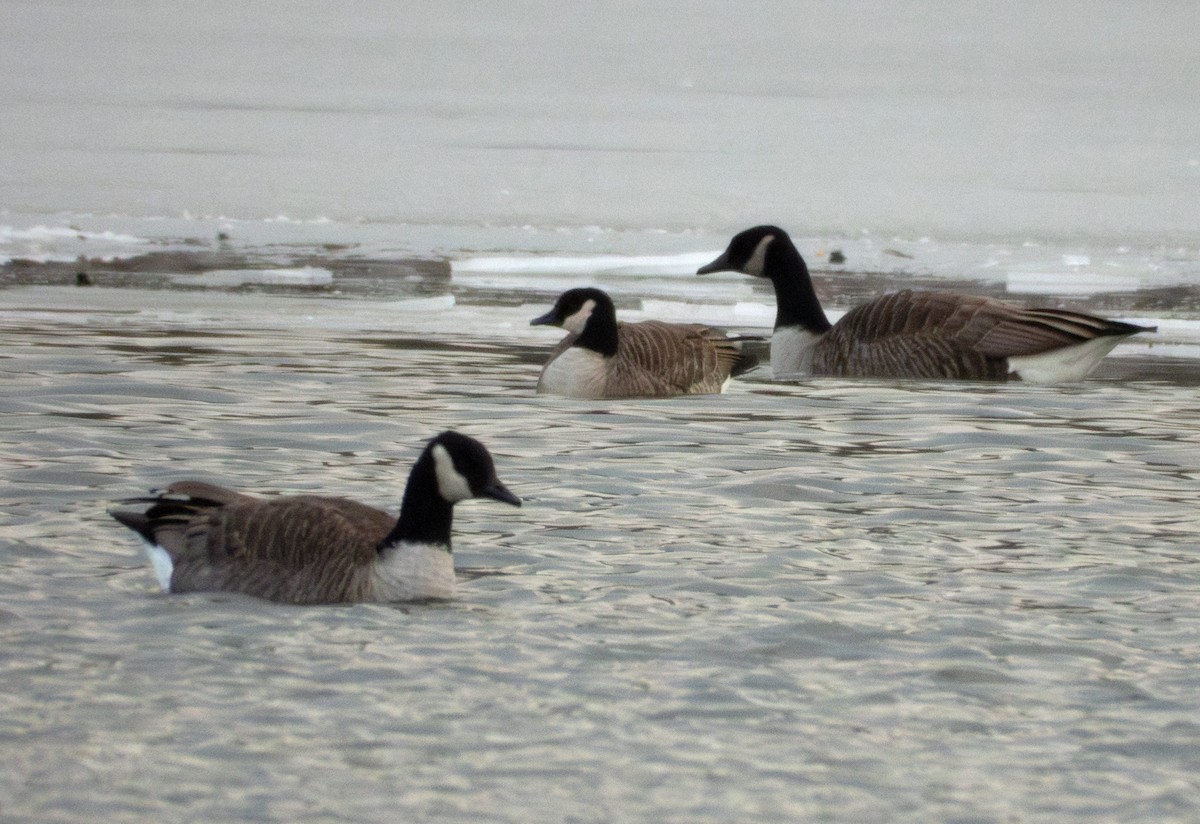 Barnacla Canadiense Chica - ML646374433