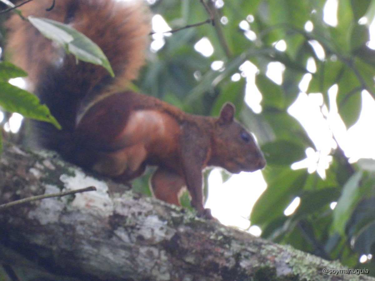 Animals - ML646374434