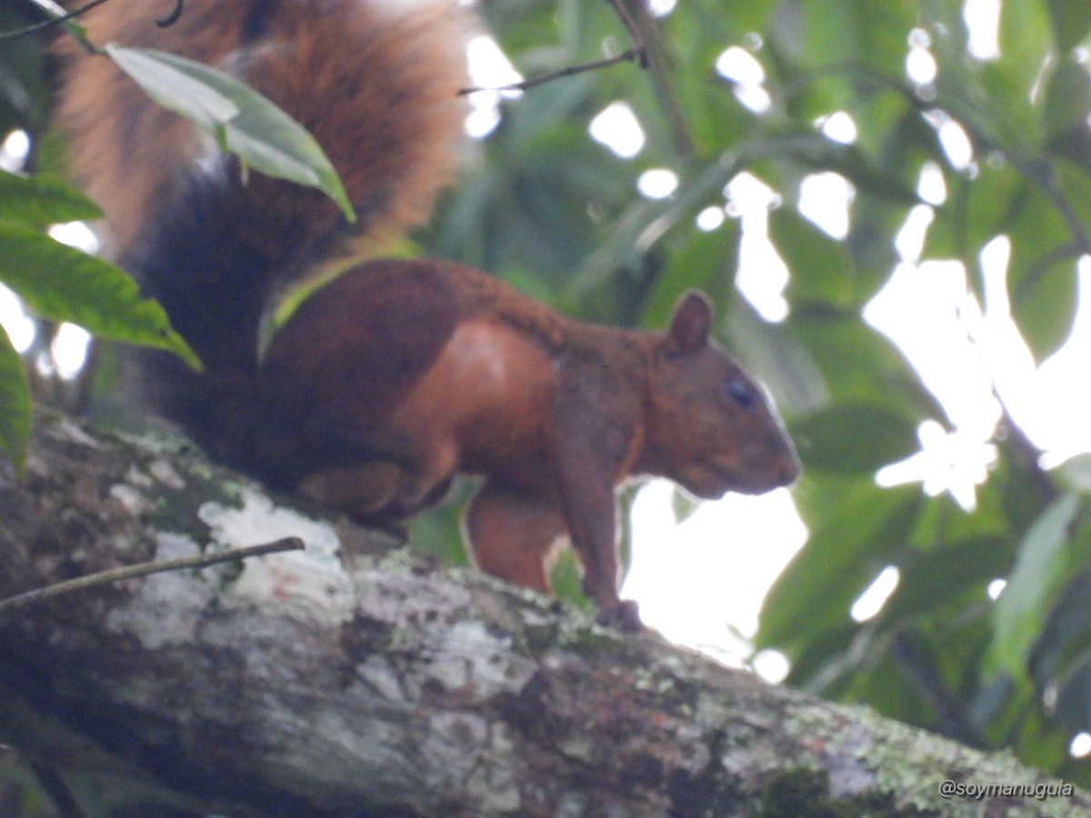 Animals - ML646374435