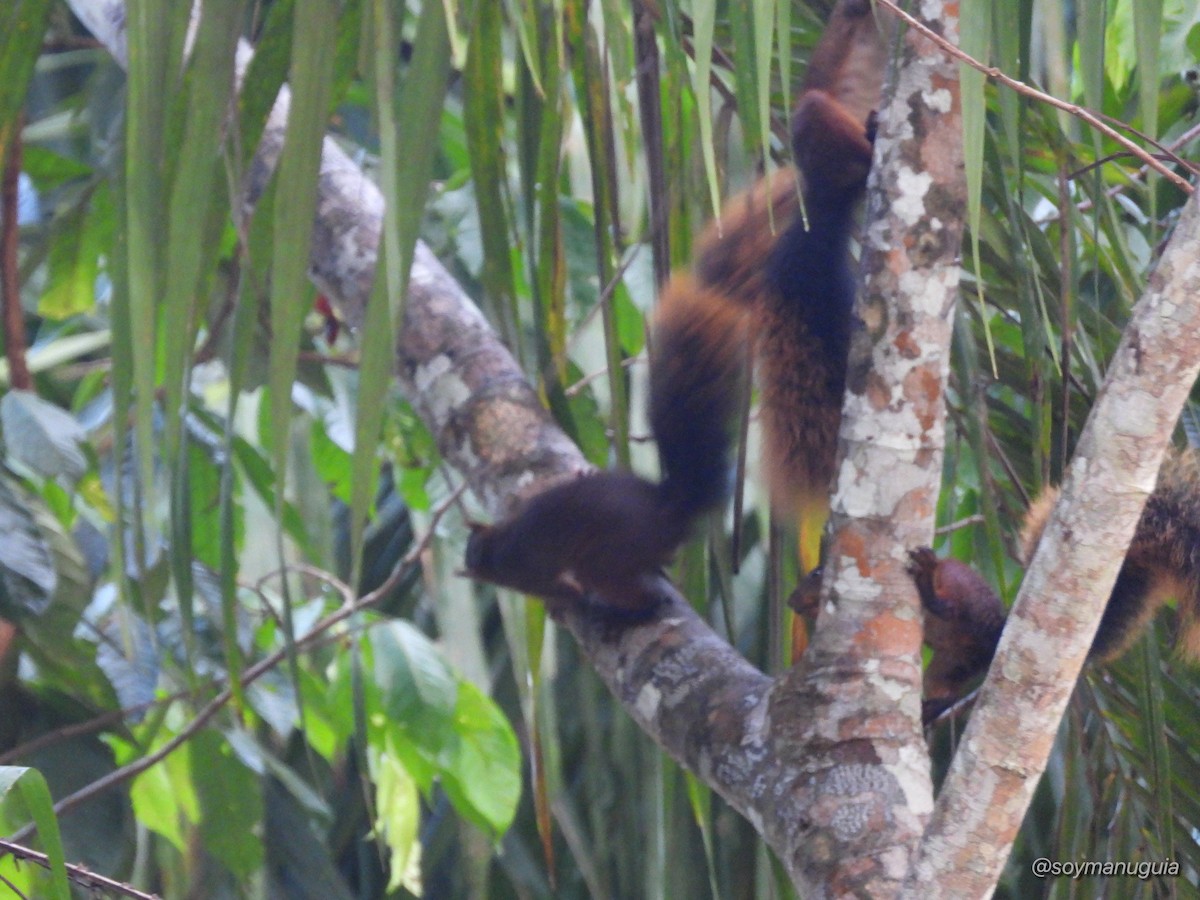 Animals - ML646374436