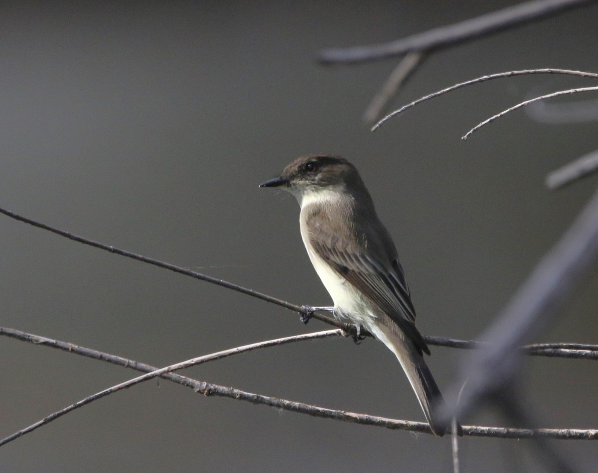 Eastern Phoebe - ML646374437