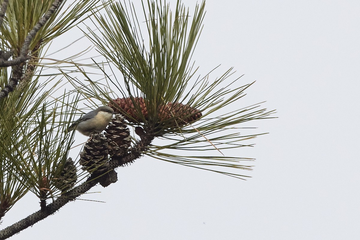 Pygmy Nuthatch - ML646374440