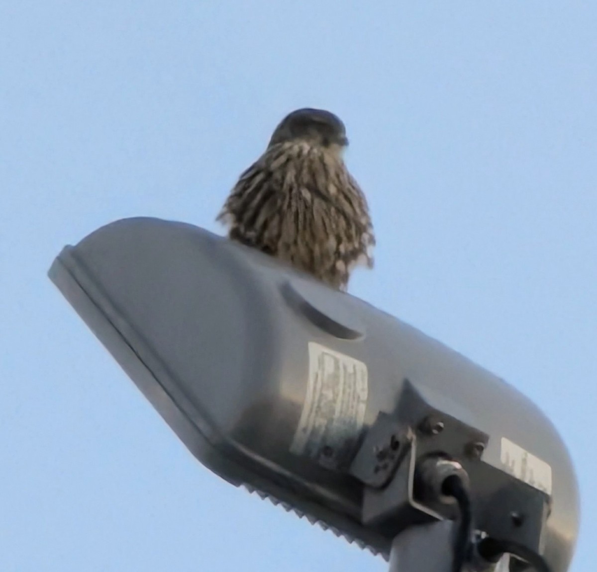 Merlin - ML646374441