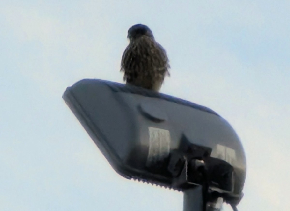 Merlin - ML646374442