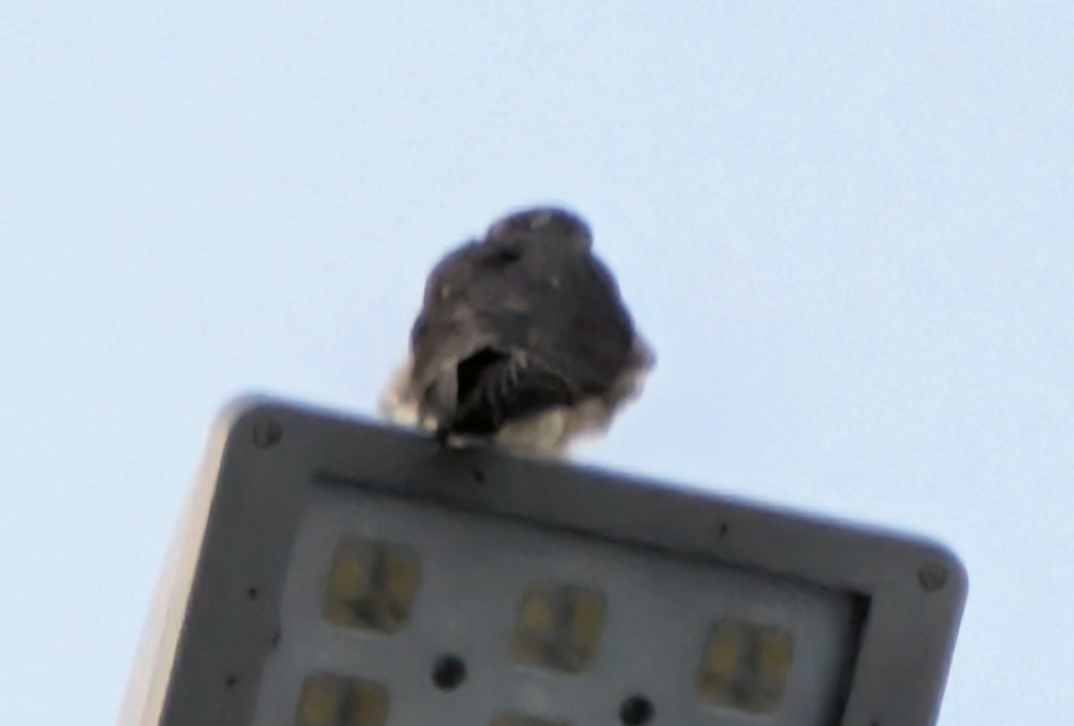 Merlin - ML646374443