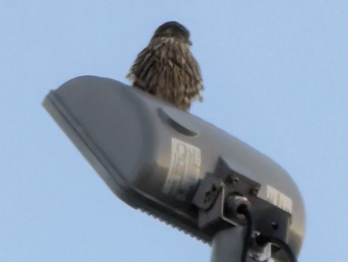 Merlin - ML646374444