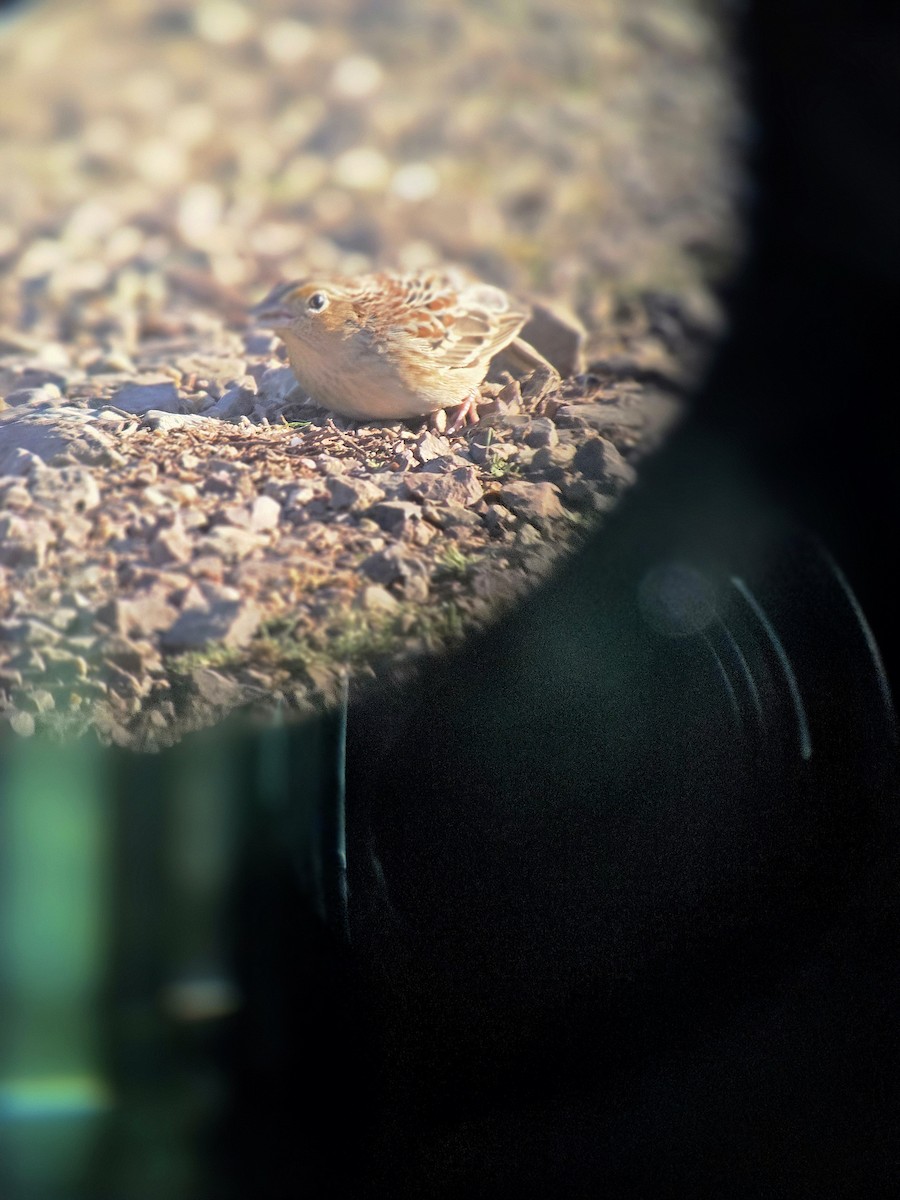 Grasshopper Sparrow - ML646374445