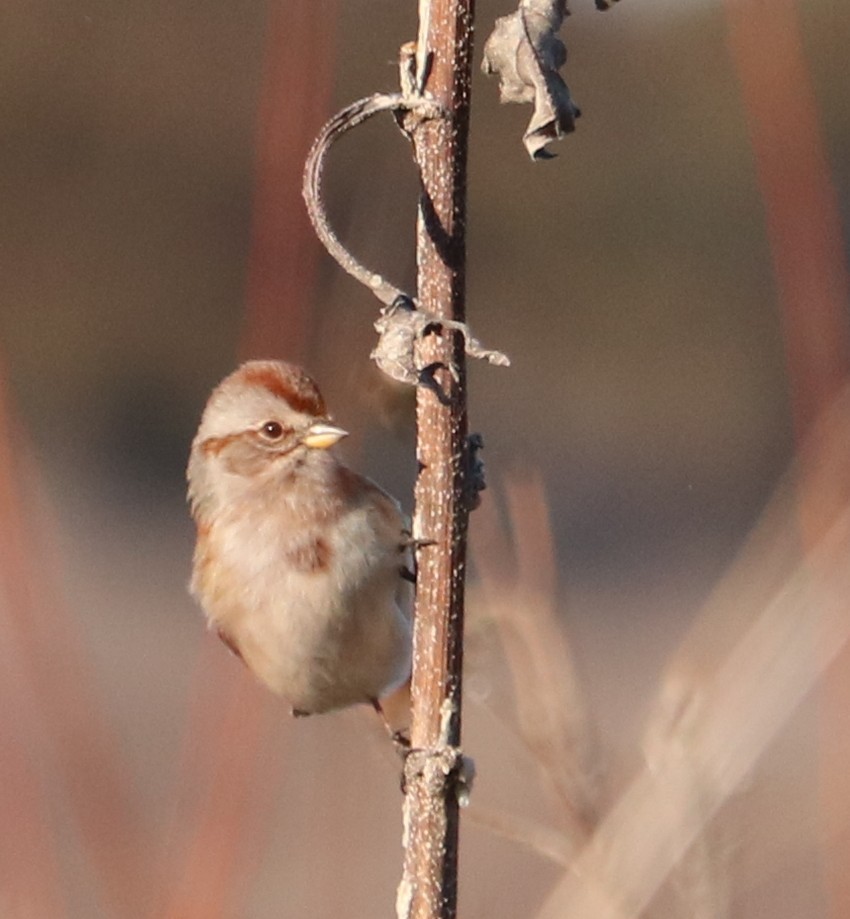 American Tree Sparrow - ML646374446
