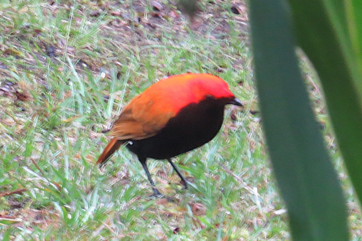 Crested Satinbird - ML646374447