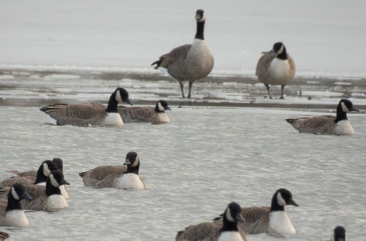 Barnacla Canadiense Chica - ML646374448