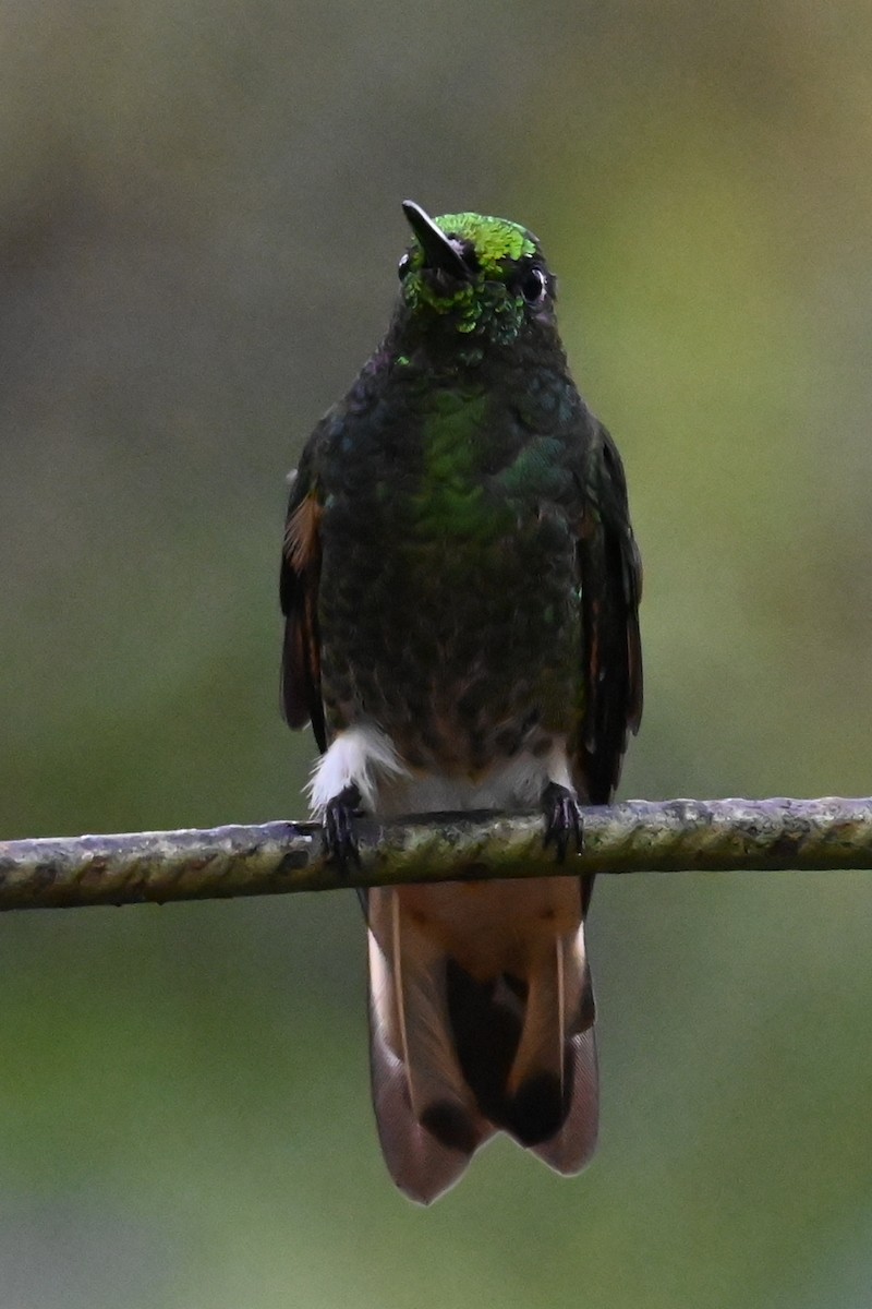 Buff-tailed Coronet - ML646374449