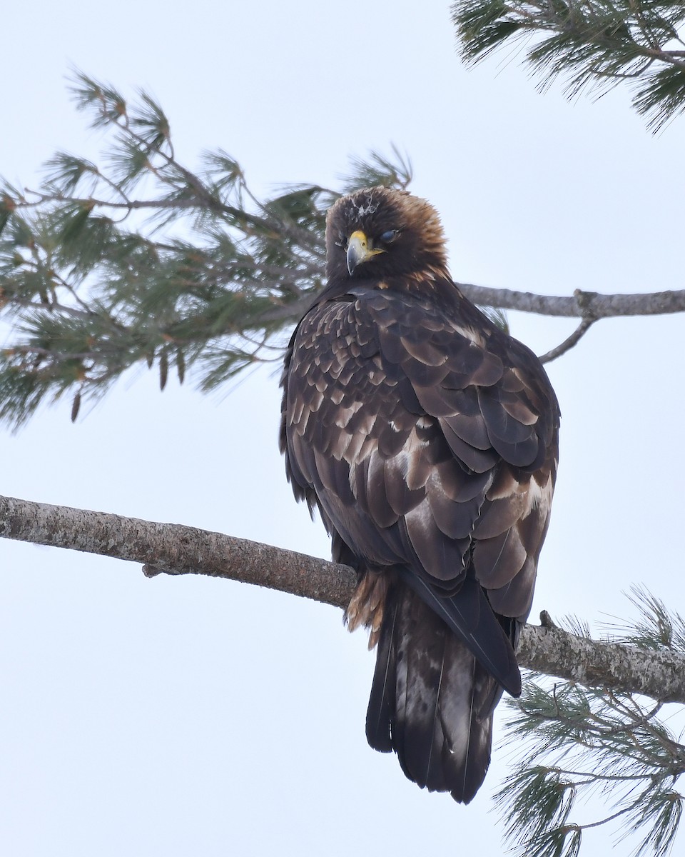 Golden Eagle - ML646374451