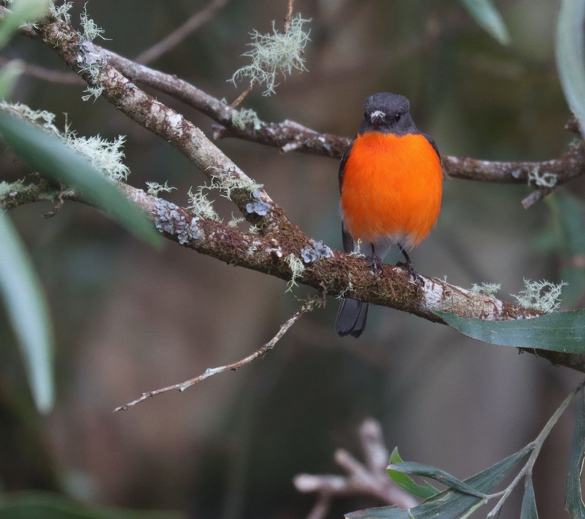 lejsčík ohnivý - ML646374455