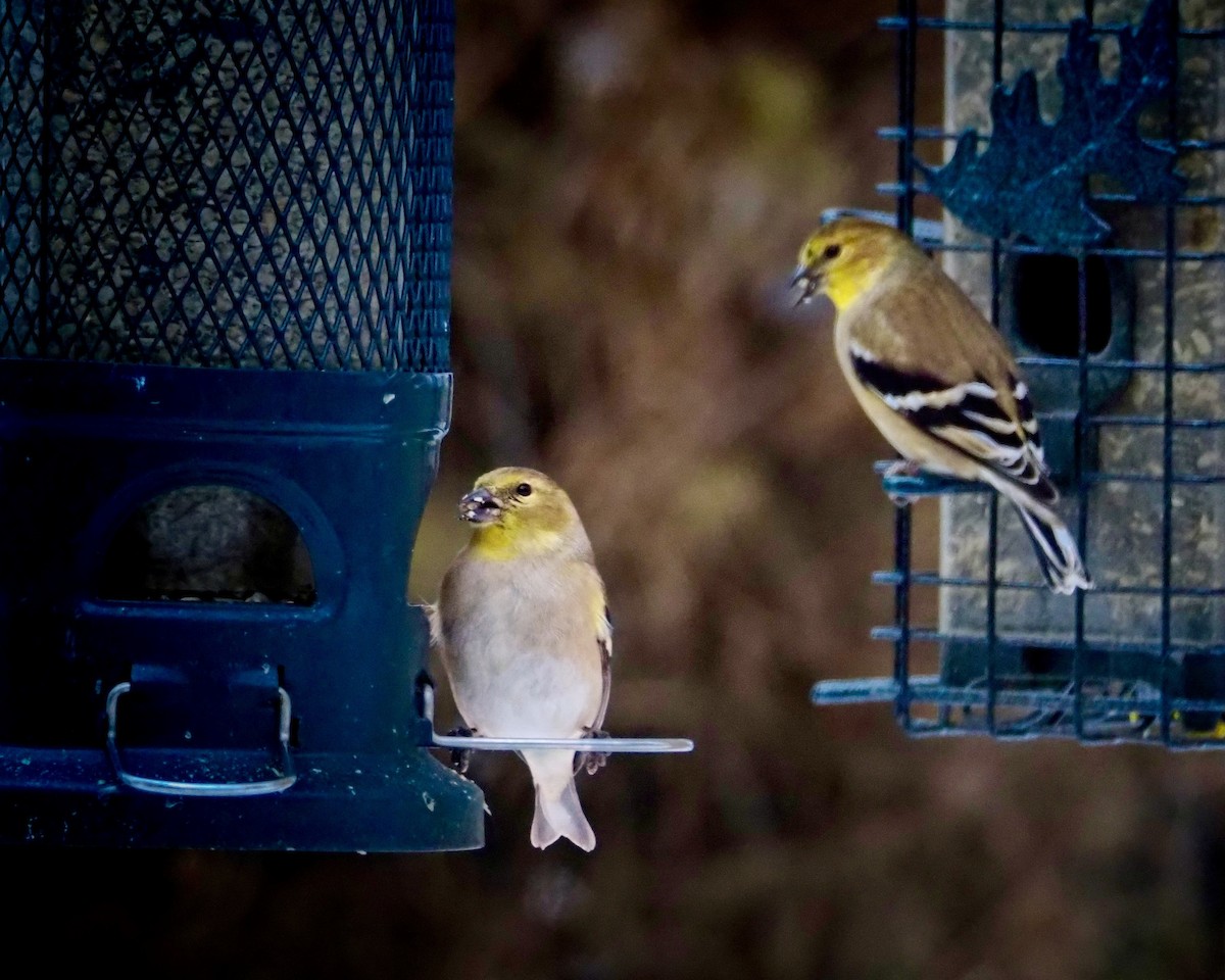 American Goldfinch - ML646374459