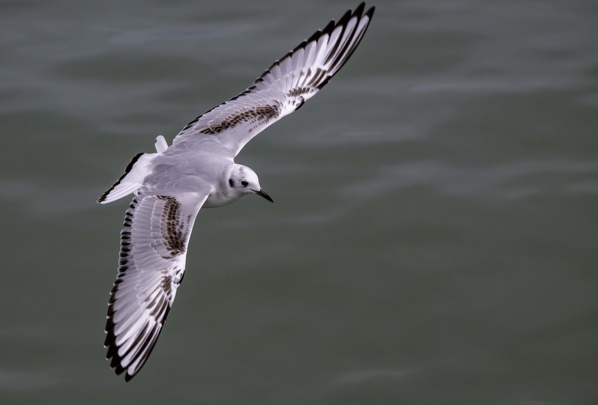 Bonaparte's Gull - ML646374461