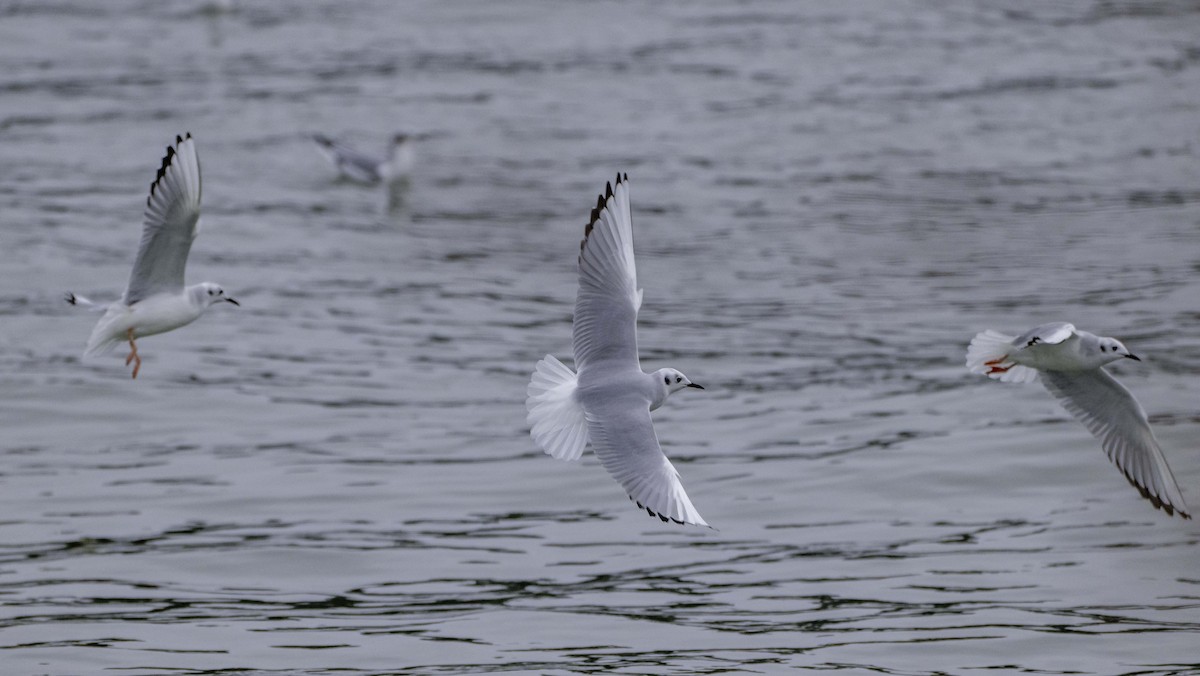 Bonaparte's Gull - ML646374462