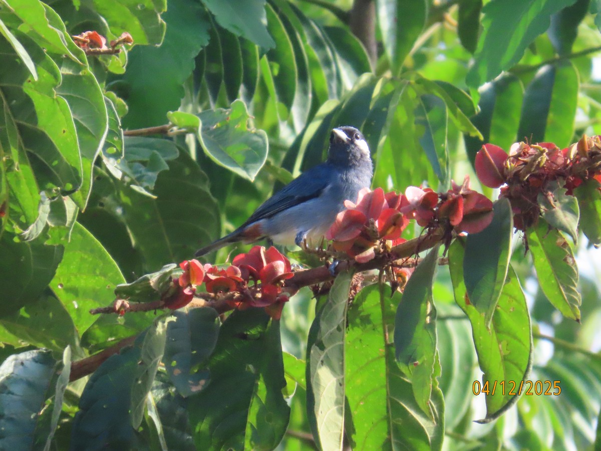 White-eared Conebill - ML646374465