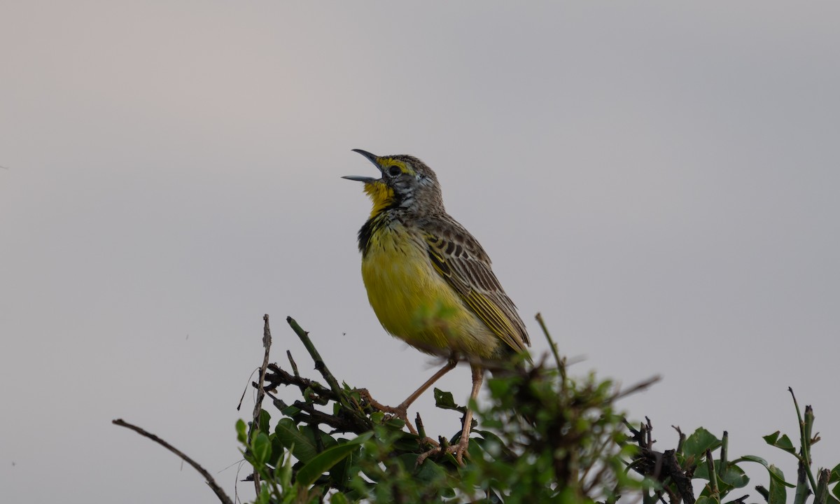 Yellow-throated Longclaw - ML646374473