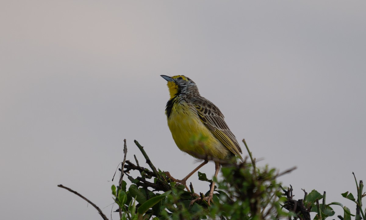 Yellow-throated Longclaw - ML646374475