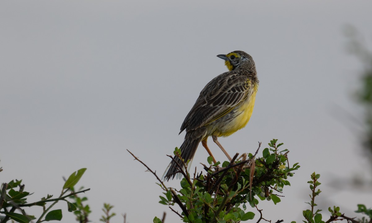 Yellow-throated Longclaw - ML646374476