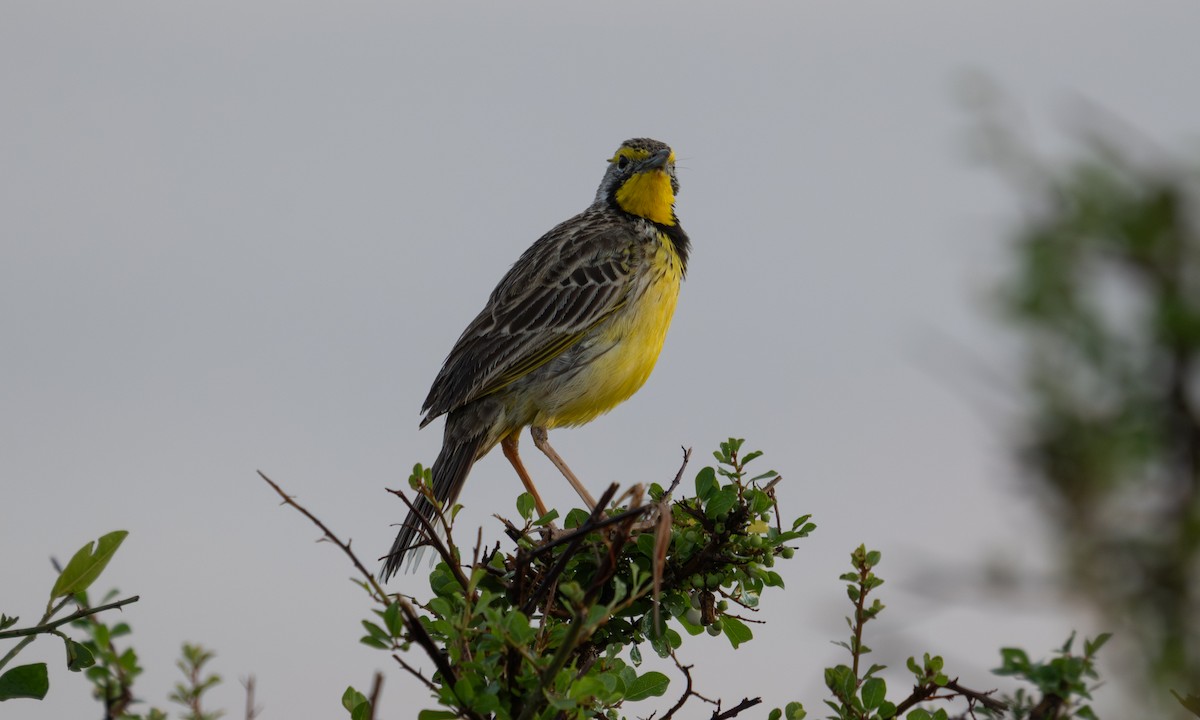 Yellow-throated Longclaw - ML646374477