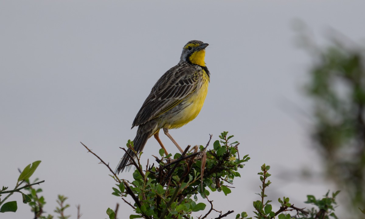 Yellow-throated Longclaw - ML646374480