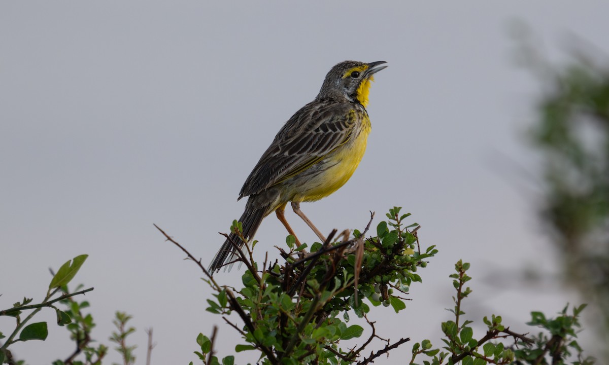 Yellow-throated Longclaw - ML646374481