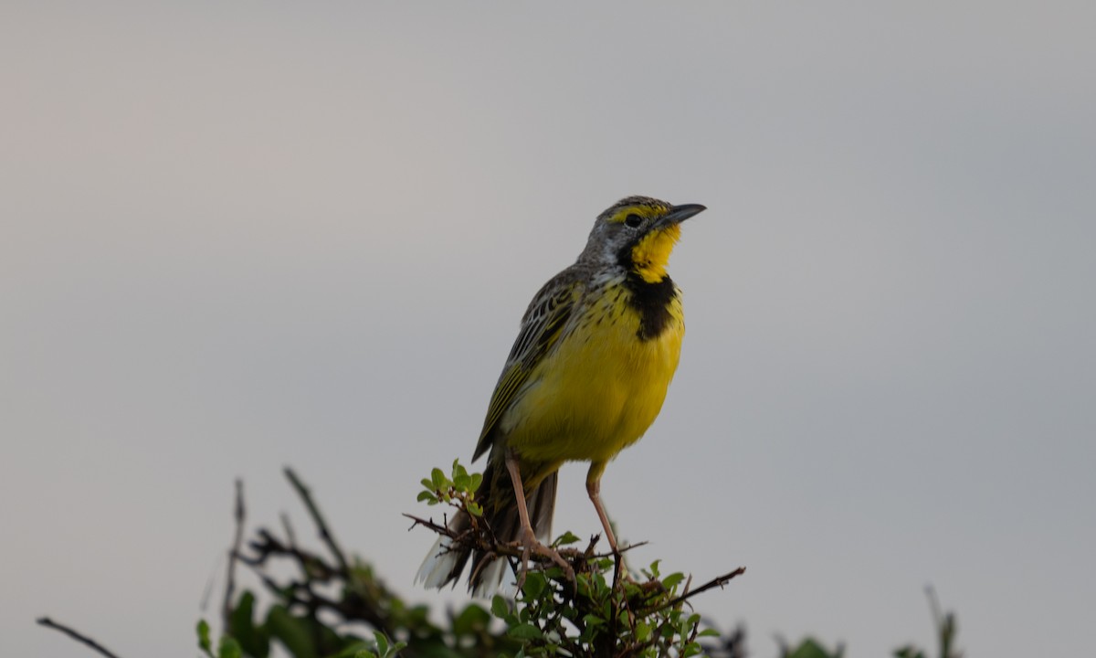 Yellow-throated Longclaw - ML646374482