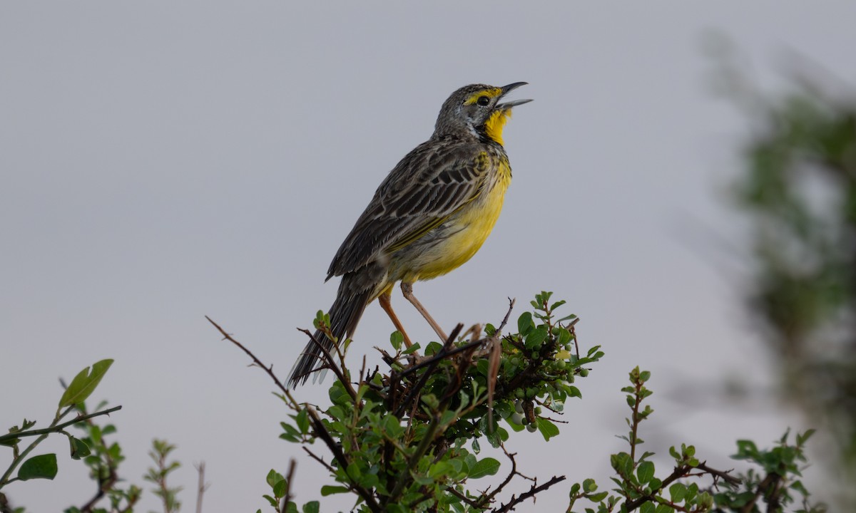 Yellow-throated Longclaw - ML646374483