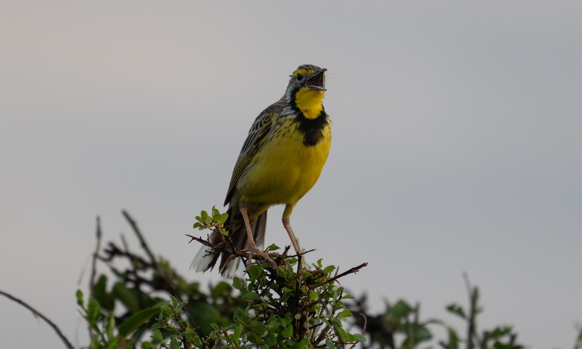 Yellow-throated Longclaw - ML646374484